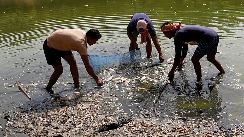 India faces extreme heat as dead fish wash up in New Delhi