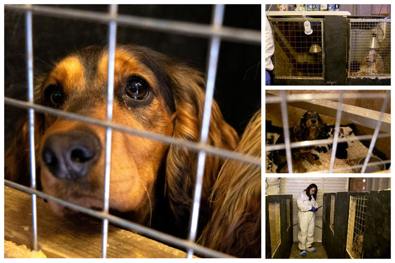 Police seize 53 dogs crammed into cages in house of suspected illegal ...
