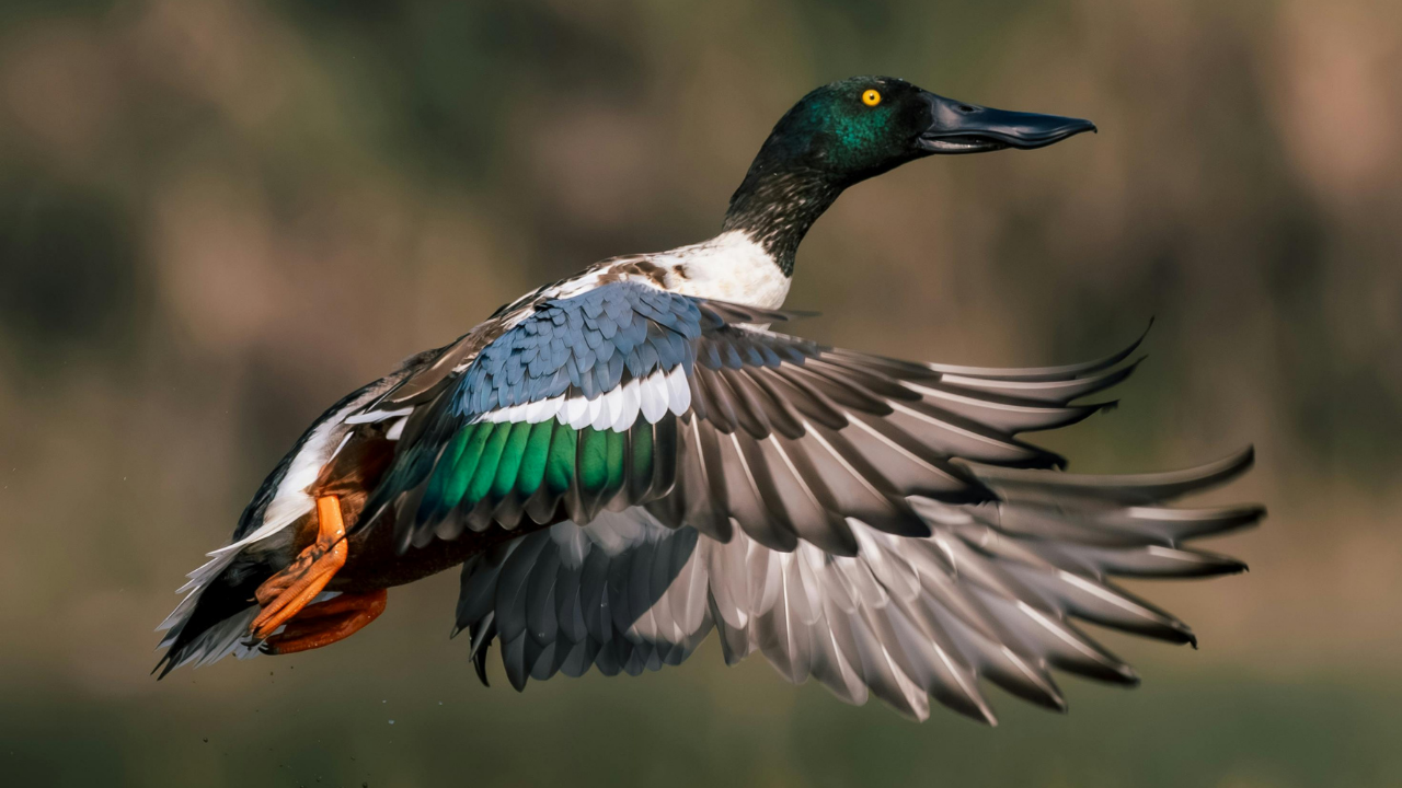 From flamingos to Siberian cranes: 6 stunning birds that migrate to India