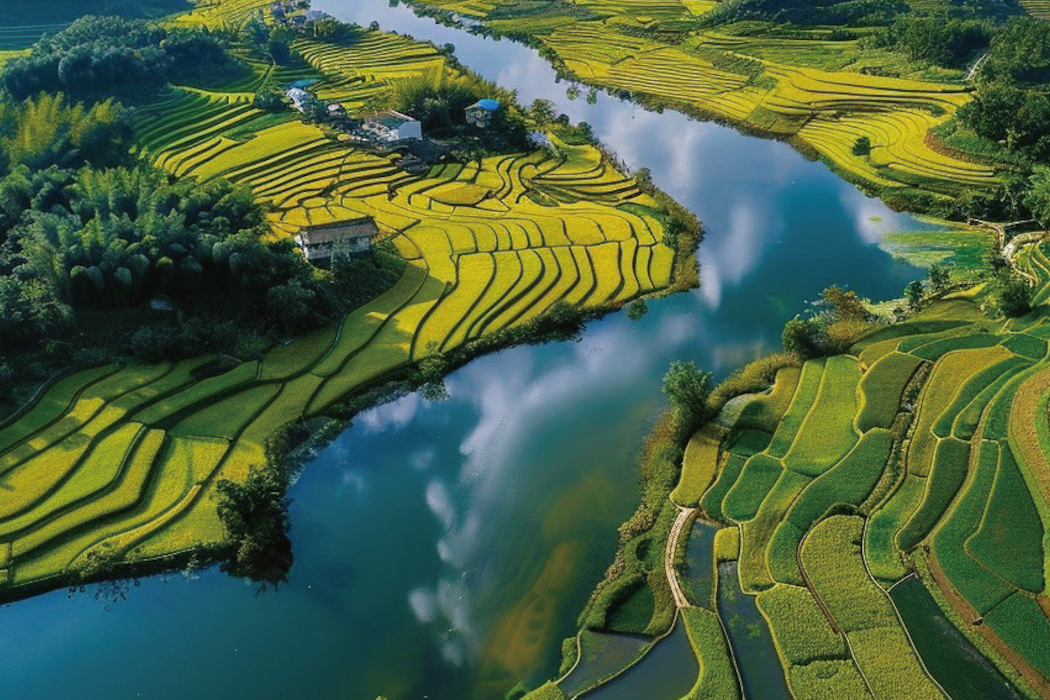 Rice feeds billions of people – but its role in fueling climate change ...