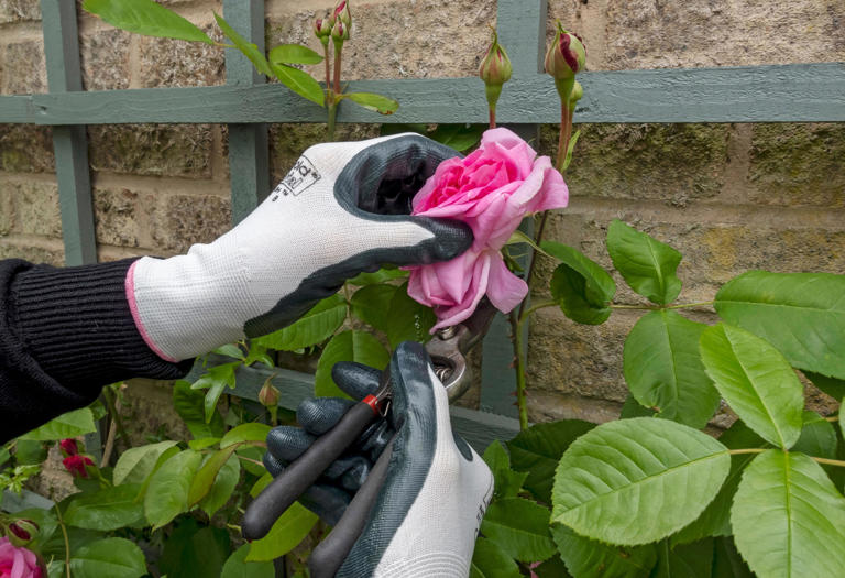 How to grow roses organically