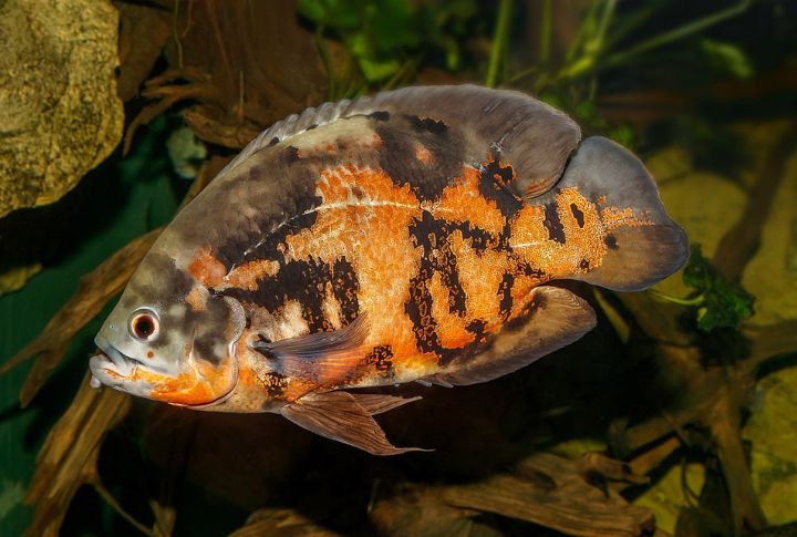 20 aquarium fish that aren't as friendly as they look