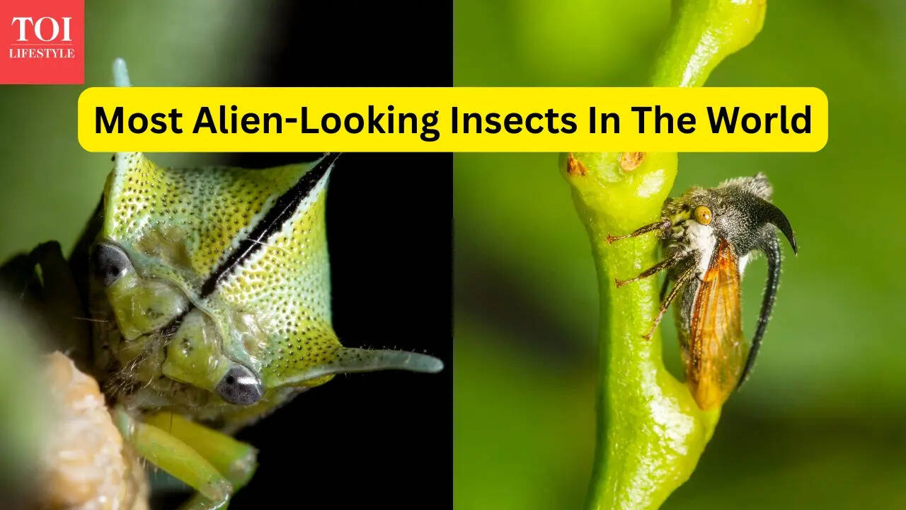 Most alien-looking insects in the world, and forests where travellers ...