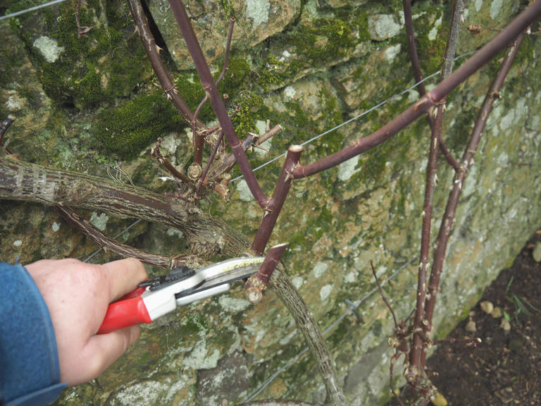 How to grow roses organically
