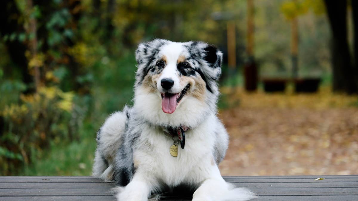 portrait-of-australian-shepherd-sitting-outdoors