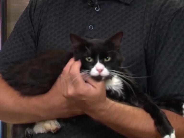 Adopt a pet: Meet Felix!