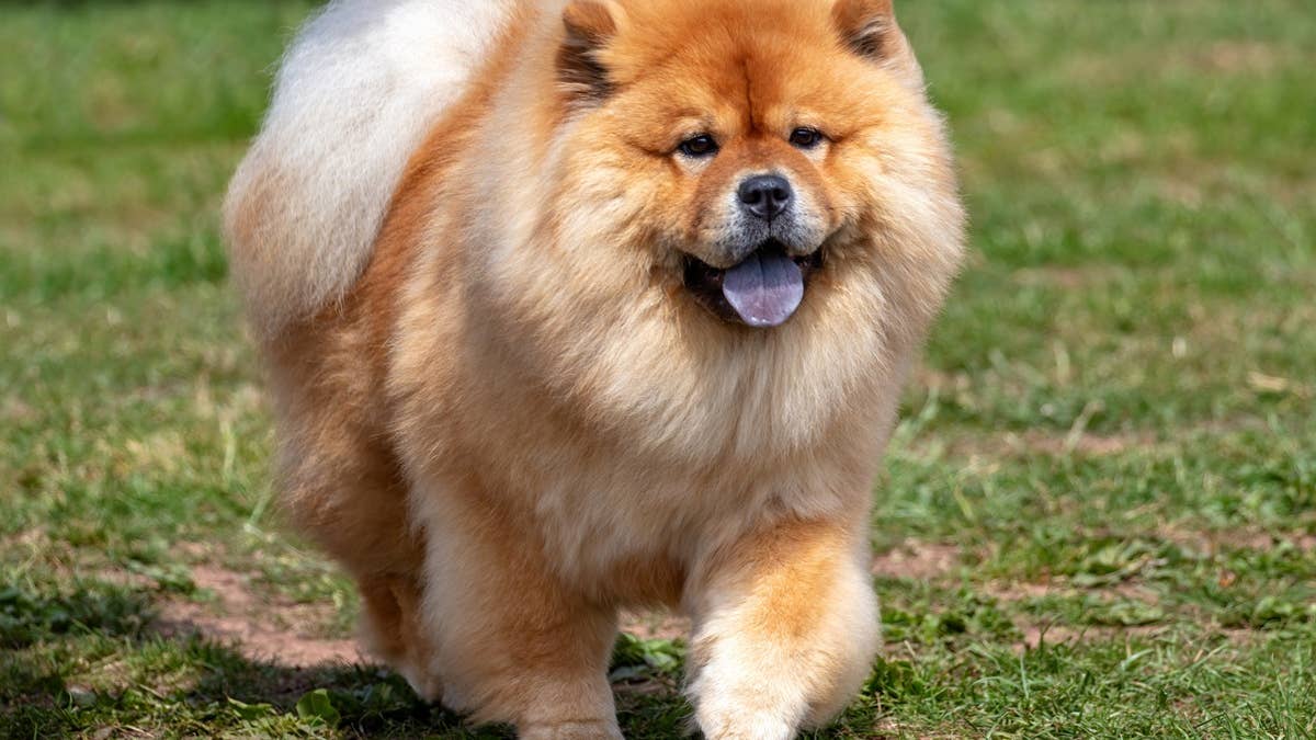 chow-chow-dog