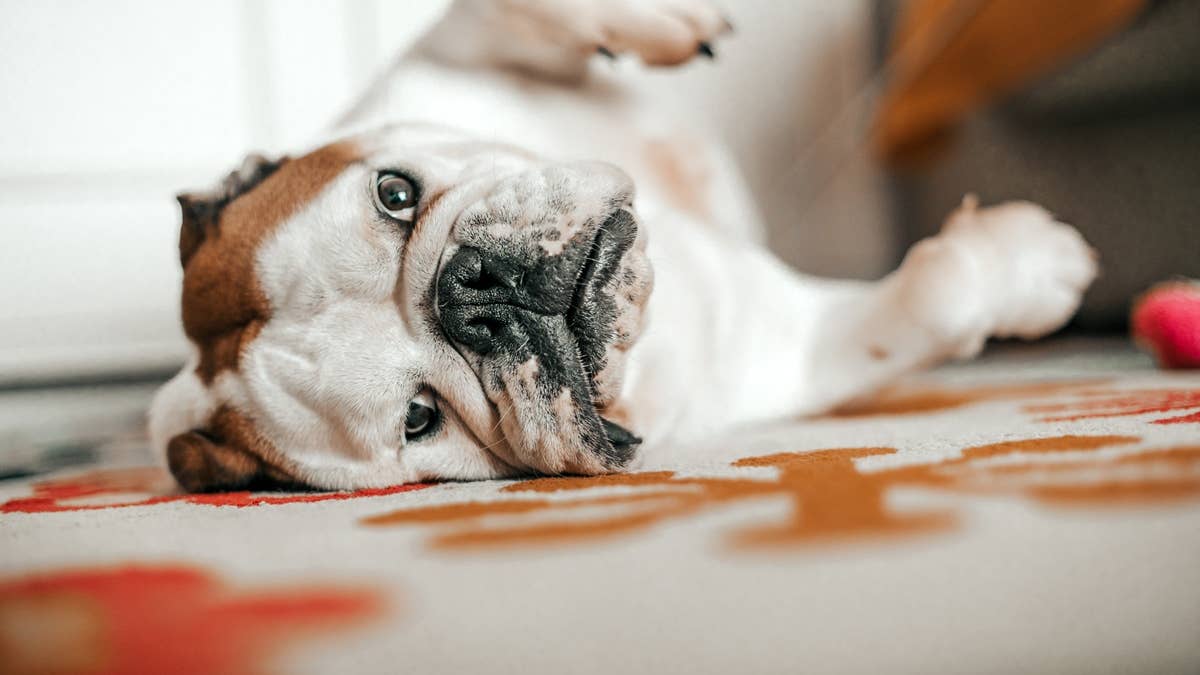 sleeping-dog-on-carpet