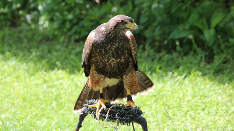 Japenese proverb of the day: ‘The skilled hawk hides its claws’