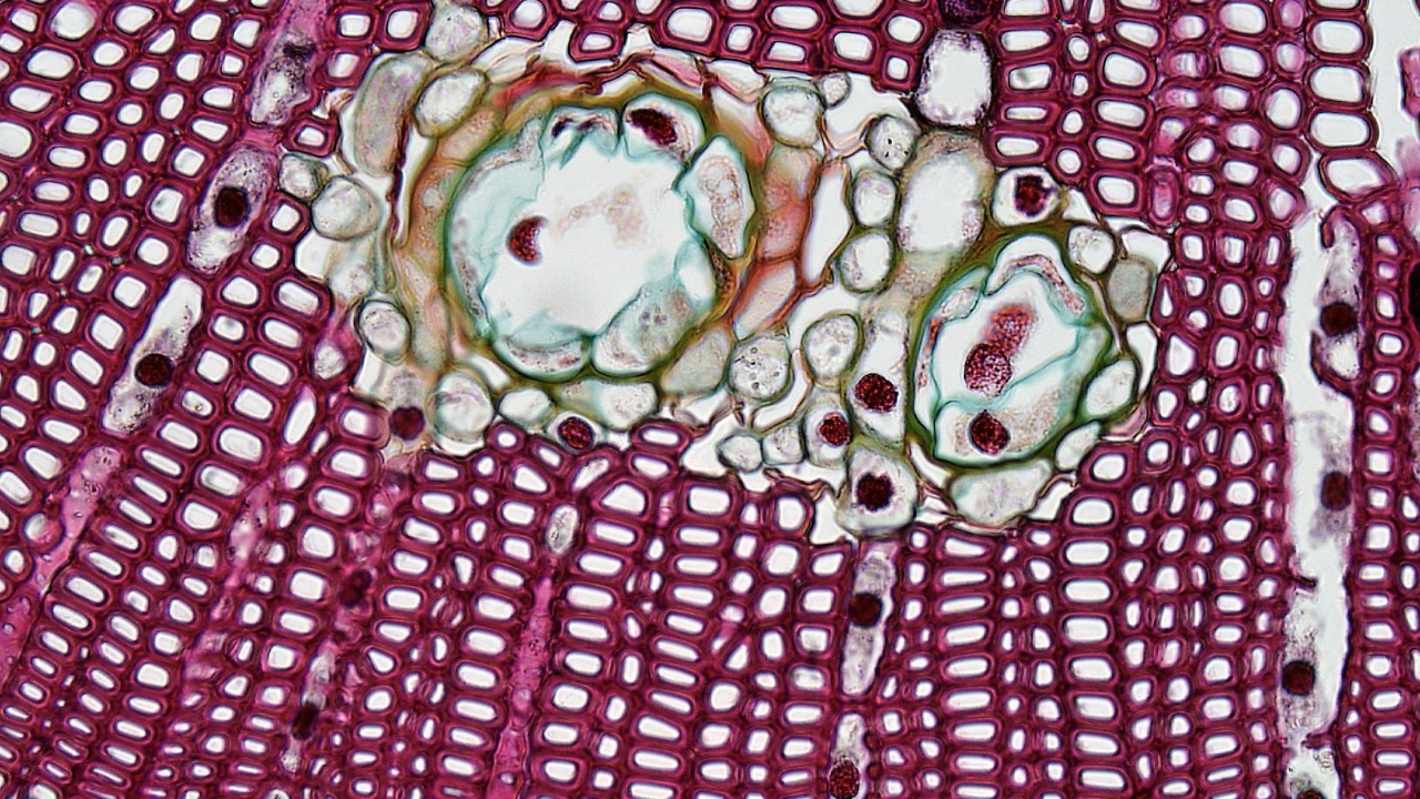 Scientists just mapped how a common class of viruses pries open human ...