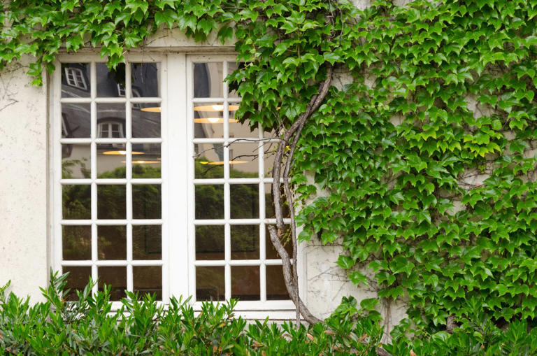 5 climbing plants that add color and charm to your home—with almost no ...