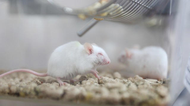 Scientists say restoring a fading protein helped older mice push back ...