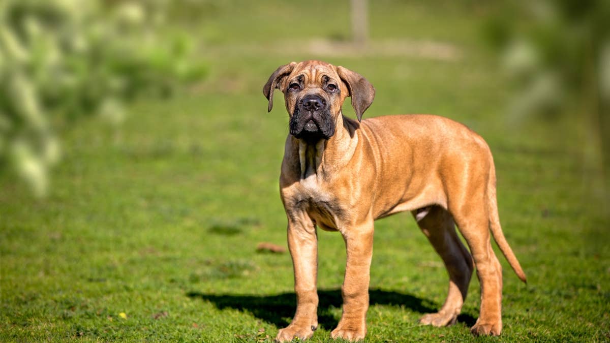 full-body-cane-corso-puppy-standing-on-grass-and-looking-at-camera---protection-and-strength-concept