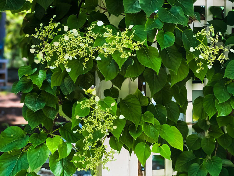 5 climbing plants that add color and charm to your home—with almost no ...