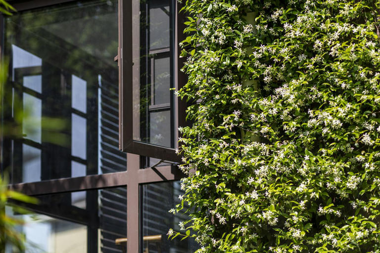 5 climbing plants that add color and charm to your home—with almost no ...