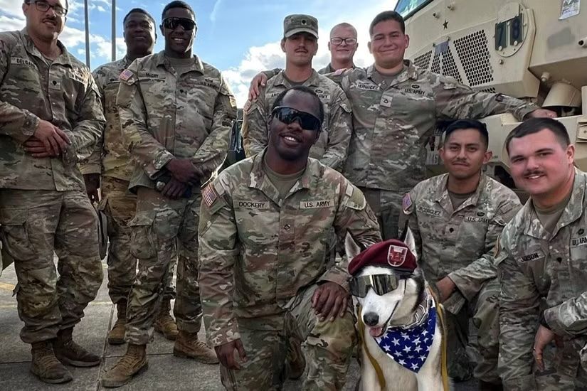 Meet the Fort Bragg therapy dog named USO canine of the year