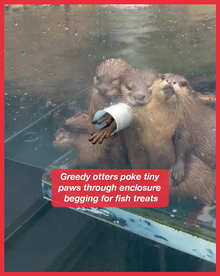 Greedy otters poke tiny paws through enclosure begging for fish treats