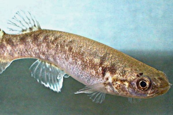 Scientists dosed aggressive fish with hallucinogenic drugs – and ...