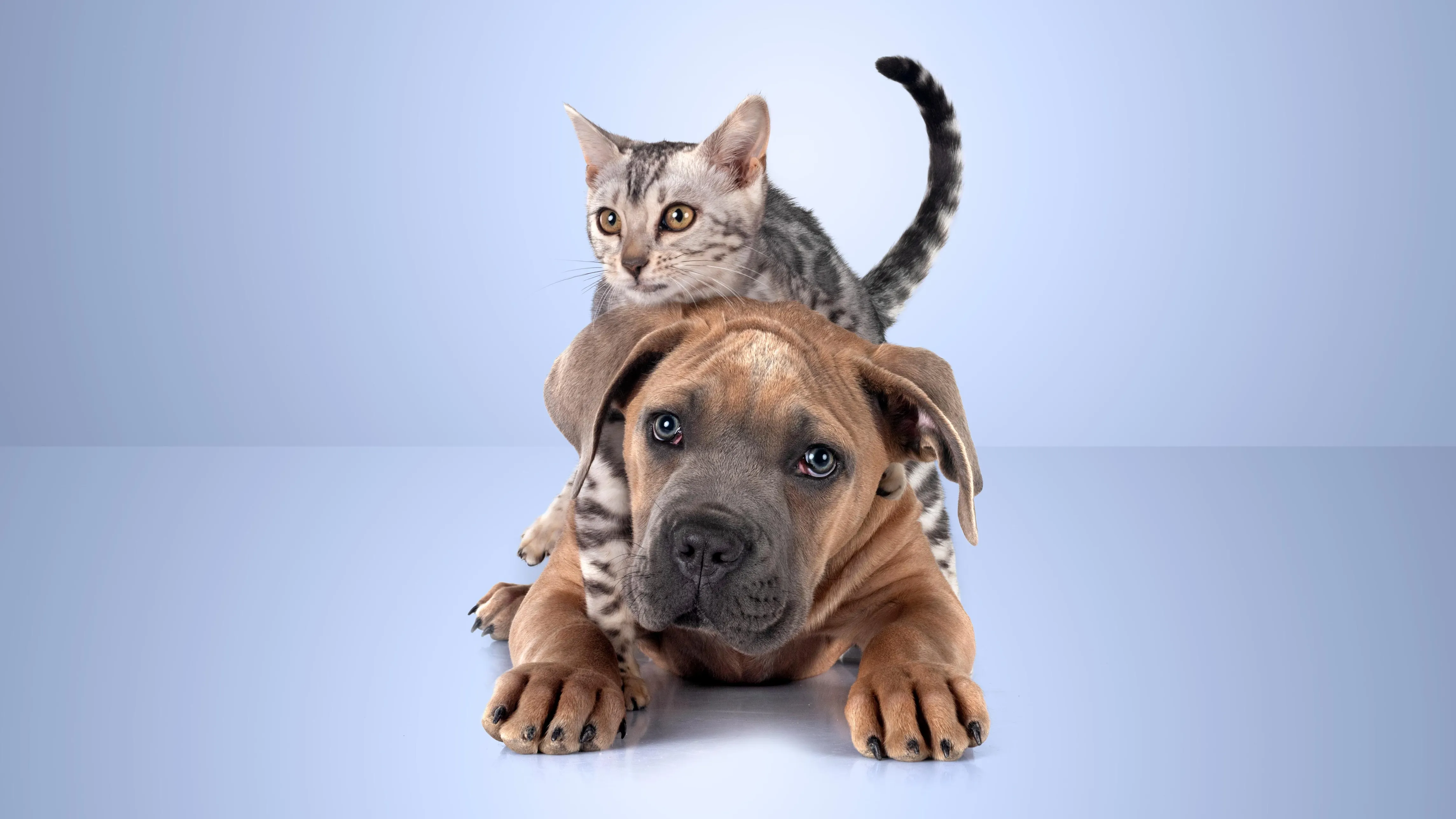 When should you buy pet insurance for maximum coverage?