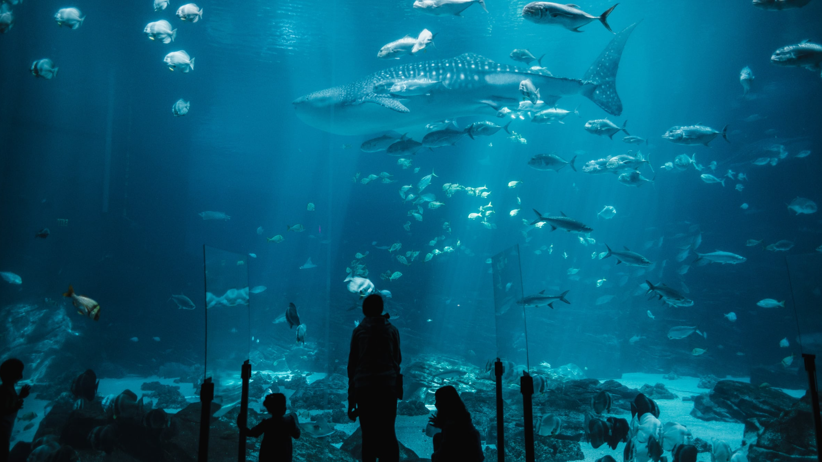 Visita un acuario en Islandia y lo califica como el más lamentable de ...
