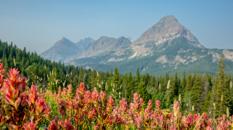 this-couple-actually-built-a-home-in-glacier-national-park-here-s-why