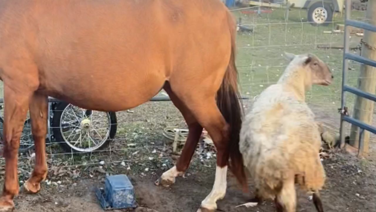 Naughty sheep tries to goad super-tolerant mare into a fight