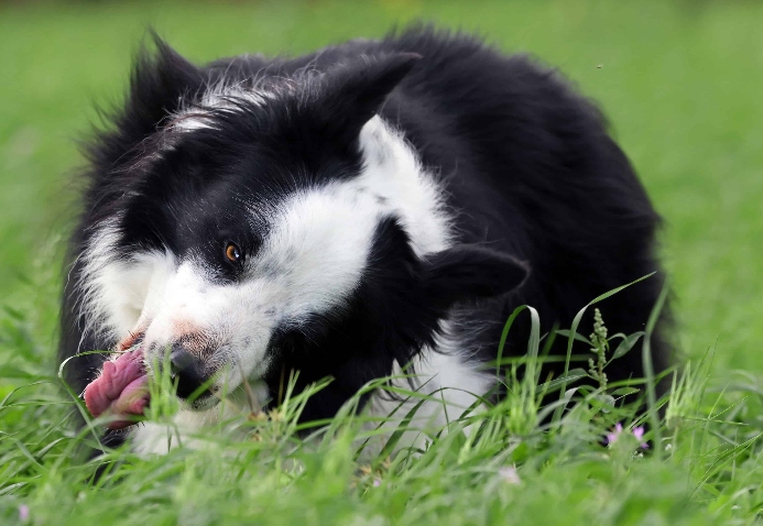 Why these 8 odd dog behaviors are secret pleas for help