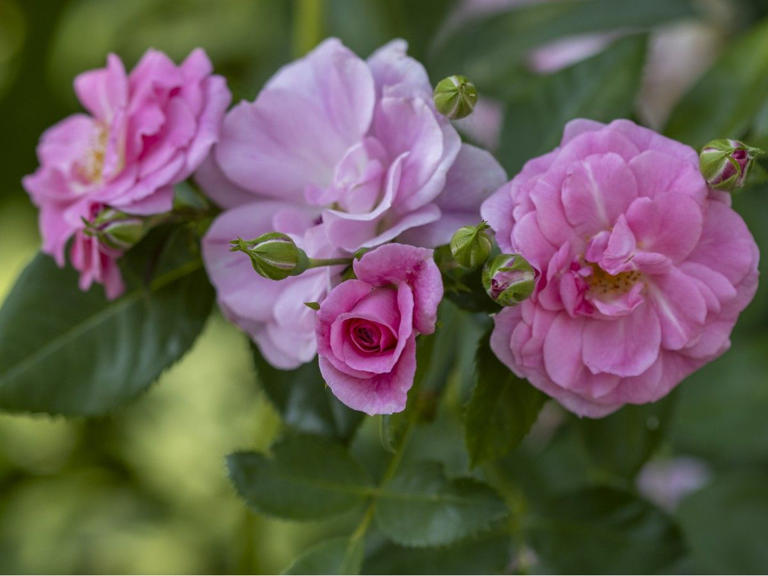 Growing things: The best fragrant roses for your containers
