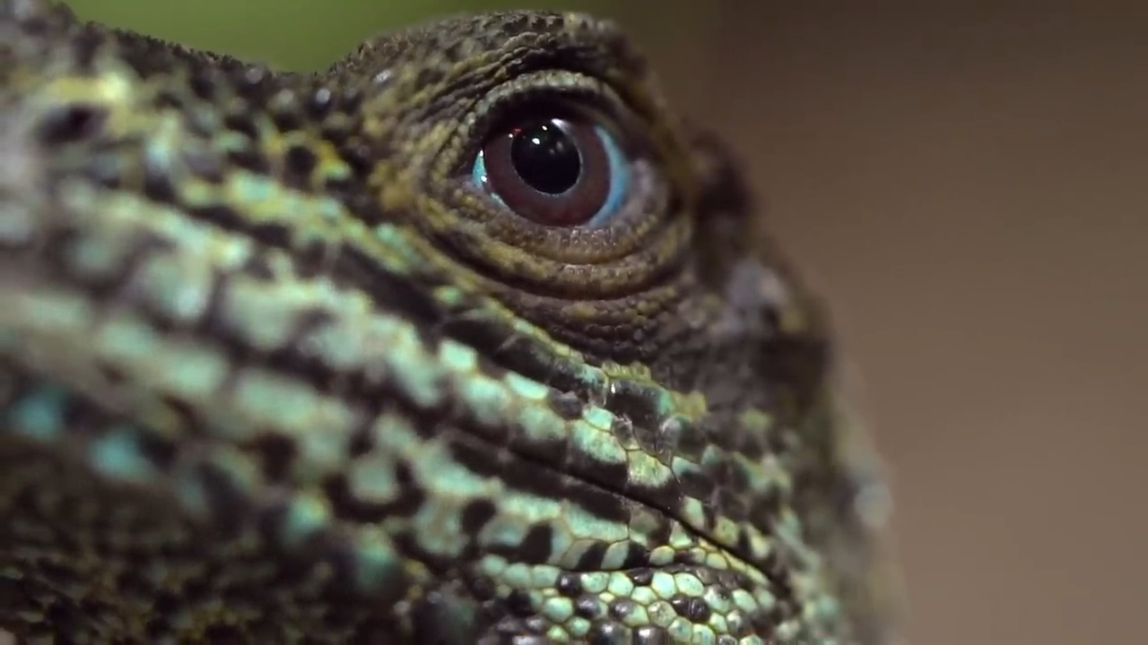 Are lizards secretly dominating the planet?