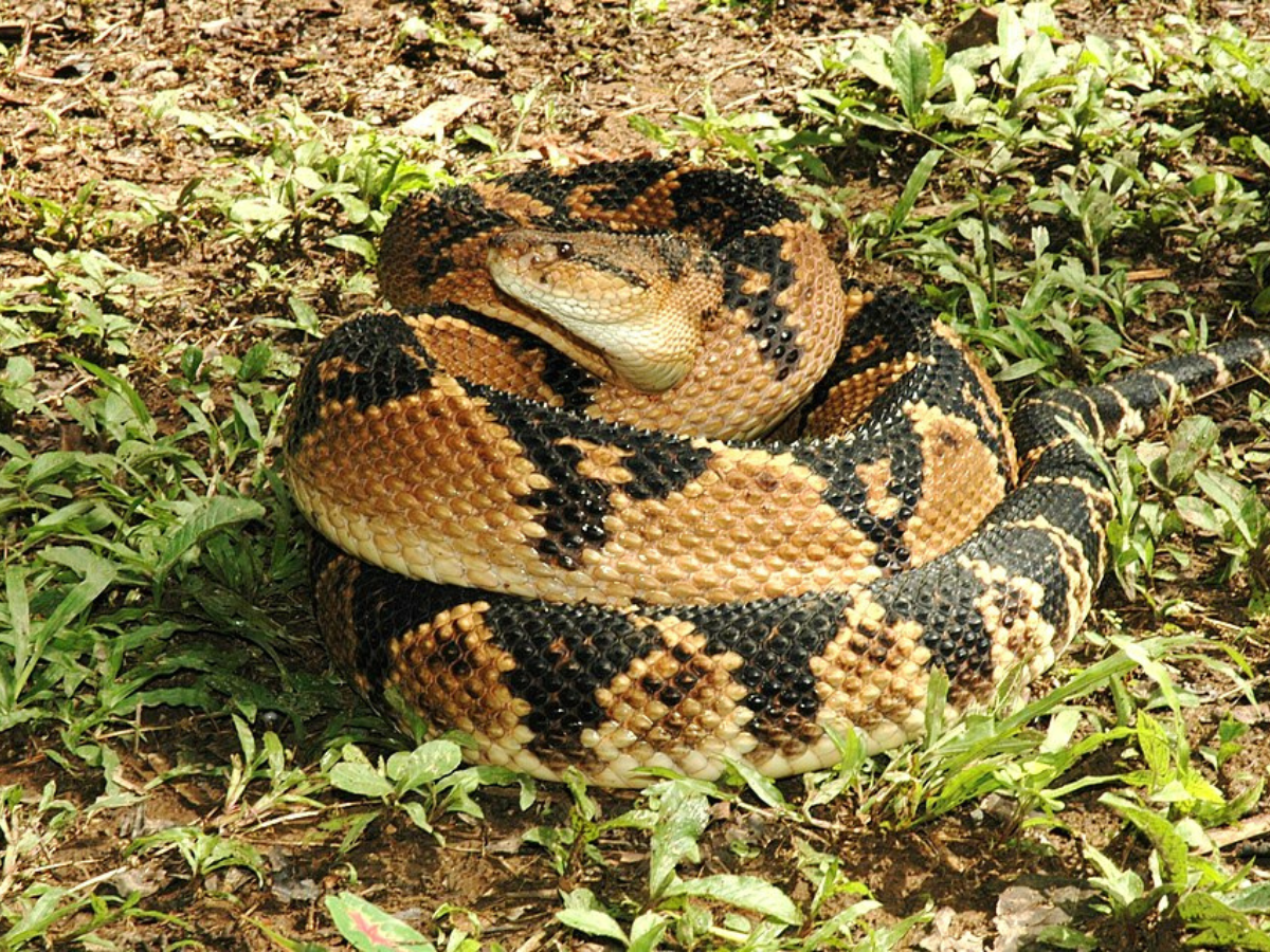 The bushmaster is the longest venomous snake in the Americas: But ...