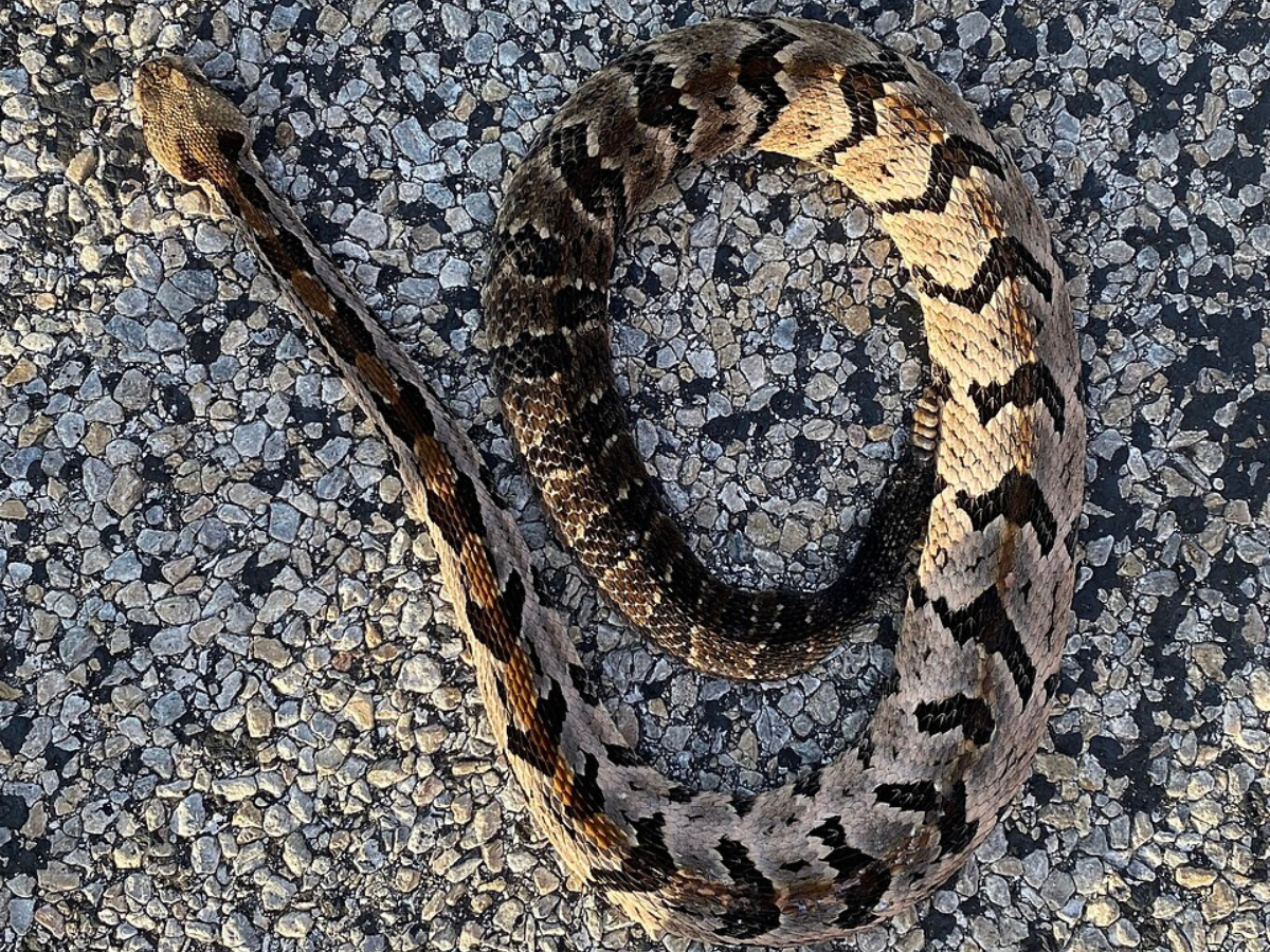 How to identify a timber rattlesnake: Key features, habitat clues, and more