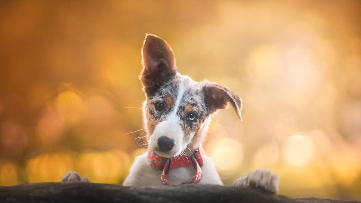 Which adorable puppy breed should you get, based on your birth month