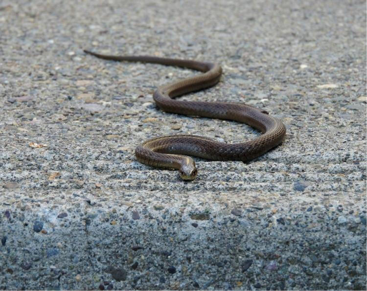 « Il fallait intervenir vite » : un serpent de plus d’un mètre capturé ...