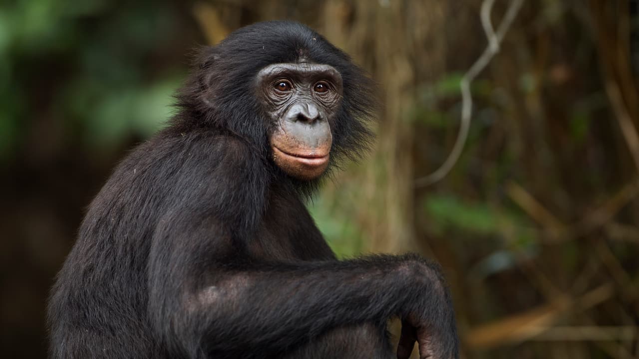 Dying Chimpanzee Reunites With Old Caretaker, Embraces In Joy & Moves ...