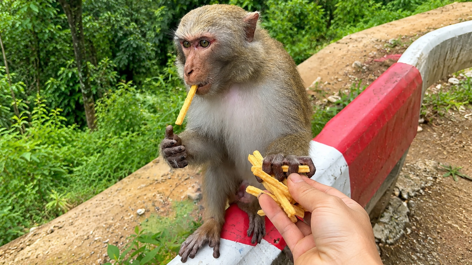 This monkey quickly reaches for more snacks from human hands