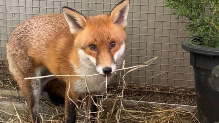 Stowaway fox Basil survives brush with heartworm to clear quarantine in US