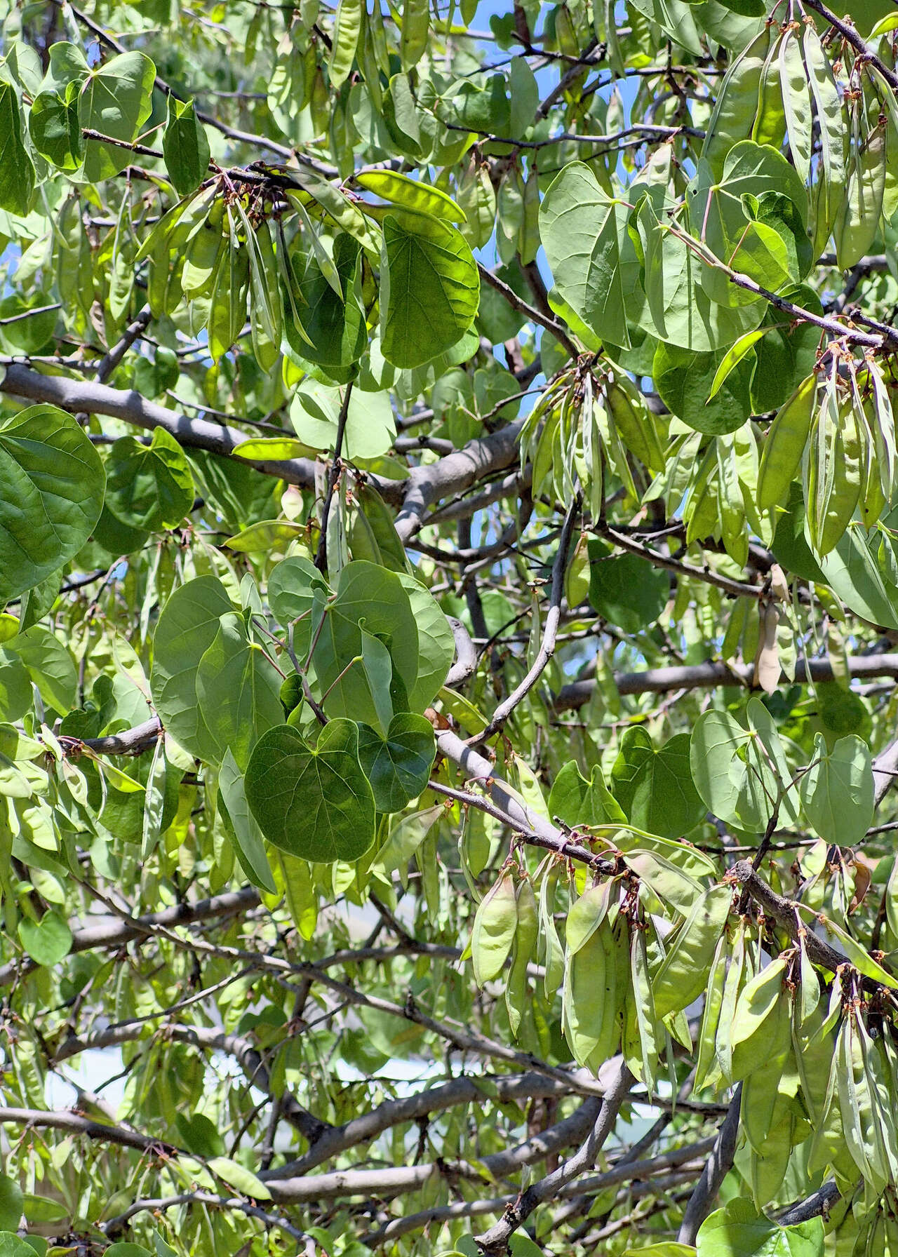 How to kill horseherb in zoysia and move Texas mountain laurel