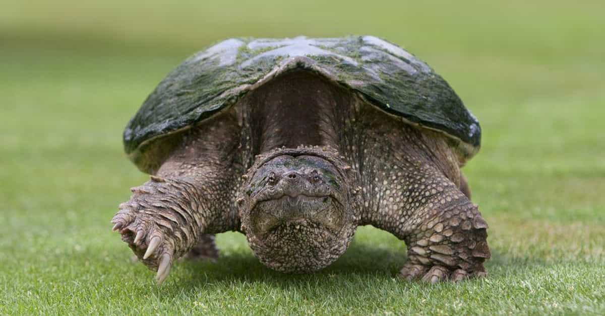 The 12 turtles who are sick of it