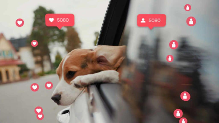 Furry fame: How to make your dog a viral sensation