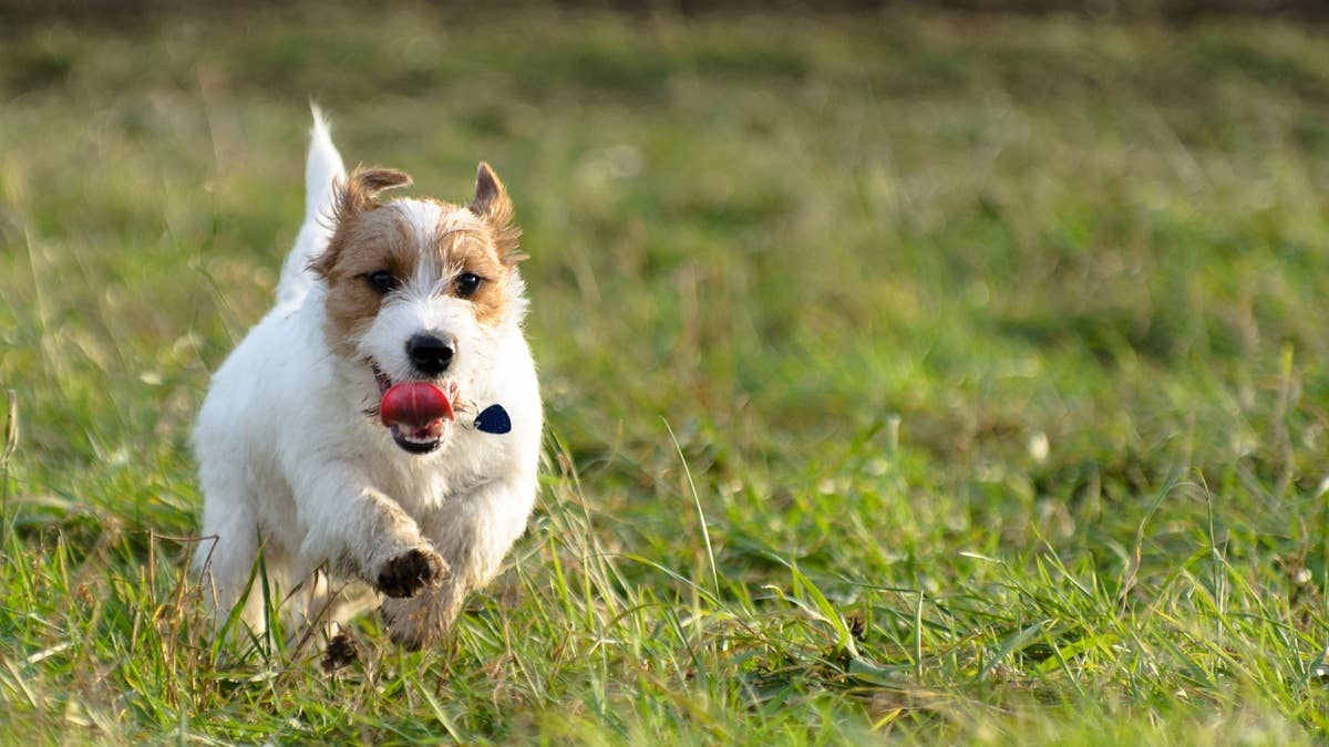 a-young-playful-dog-jack-russell-terrier-runs-on-a-meadow-in-autumn