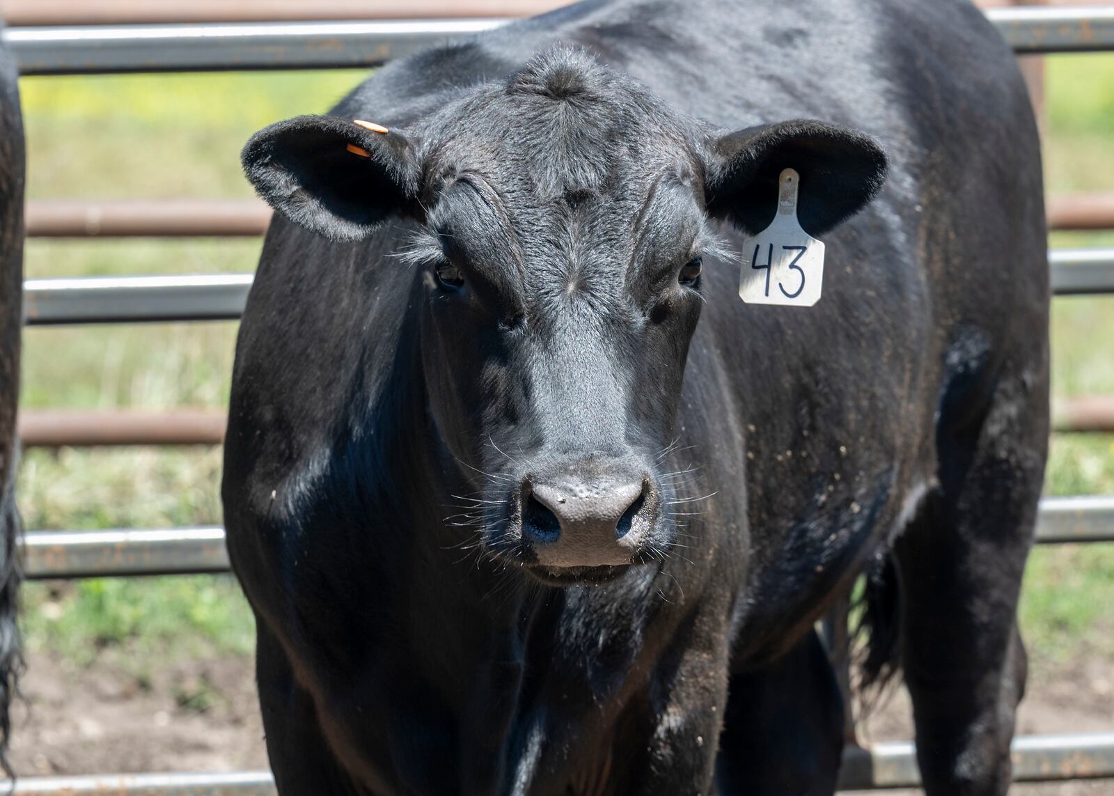 Louisiana Tech University farm production sale raises $176K