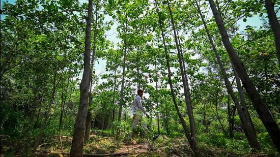 Delhi Ridge restoration: What the plan gets wrong