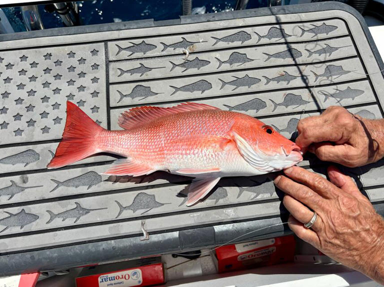 South Carolina’s expanded red snapper season paused after federal court ...