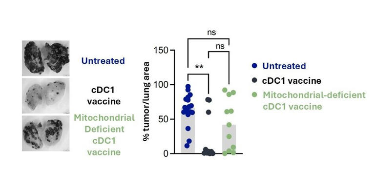 Mitochondria may control immune cell activation and the effectiveness ...