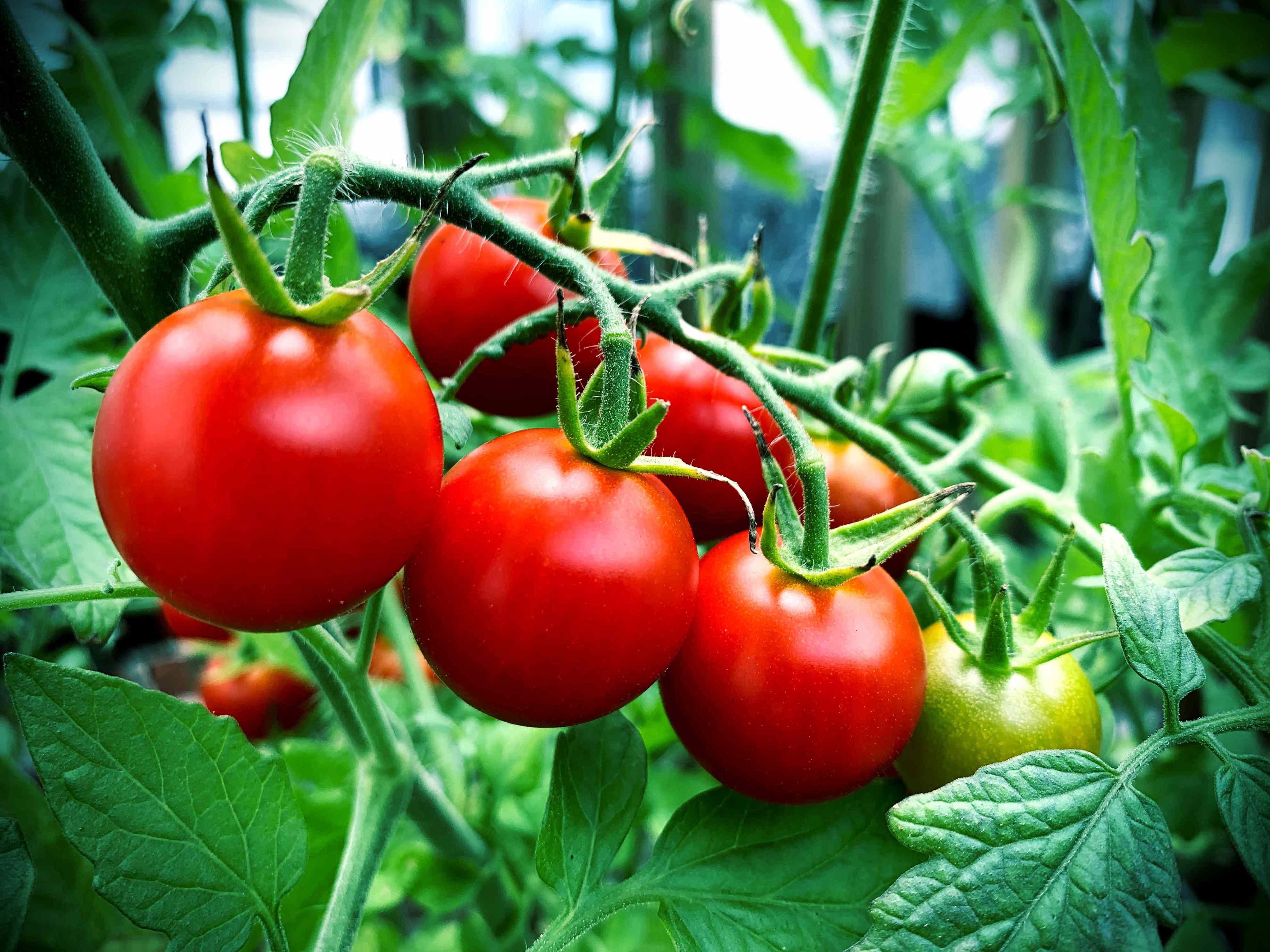 How to create the best soil for tomatoes—and grow bigger, healthier plants