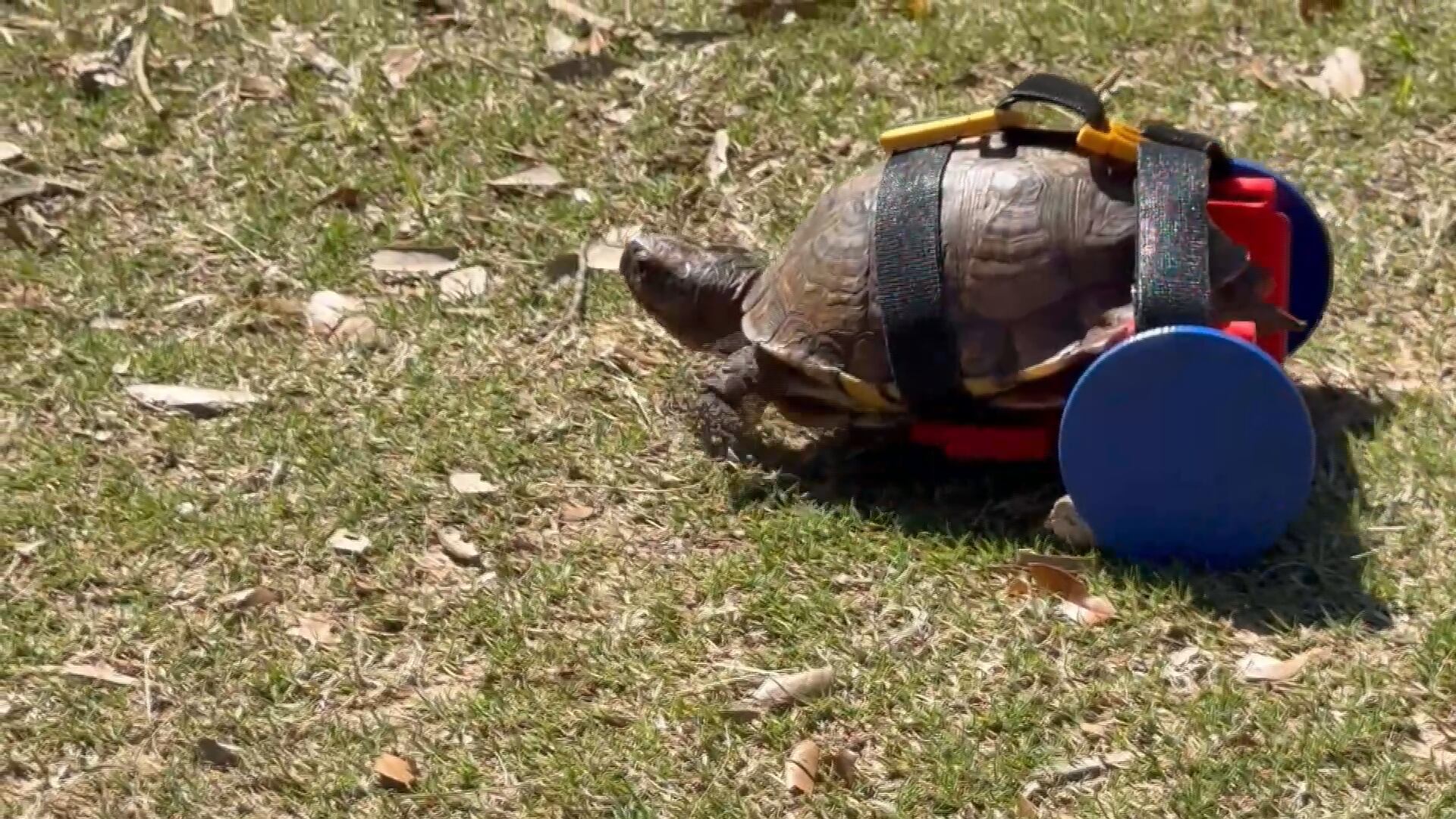 Box turtle at Mississippi Aquarium gets custom 3D-printed wheelchair