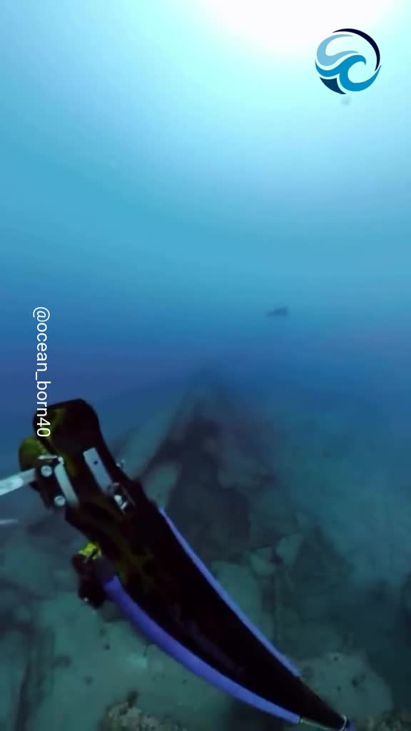 Curious turtle follows diver upstream