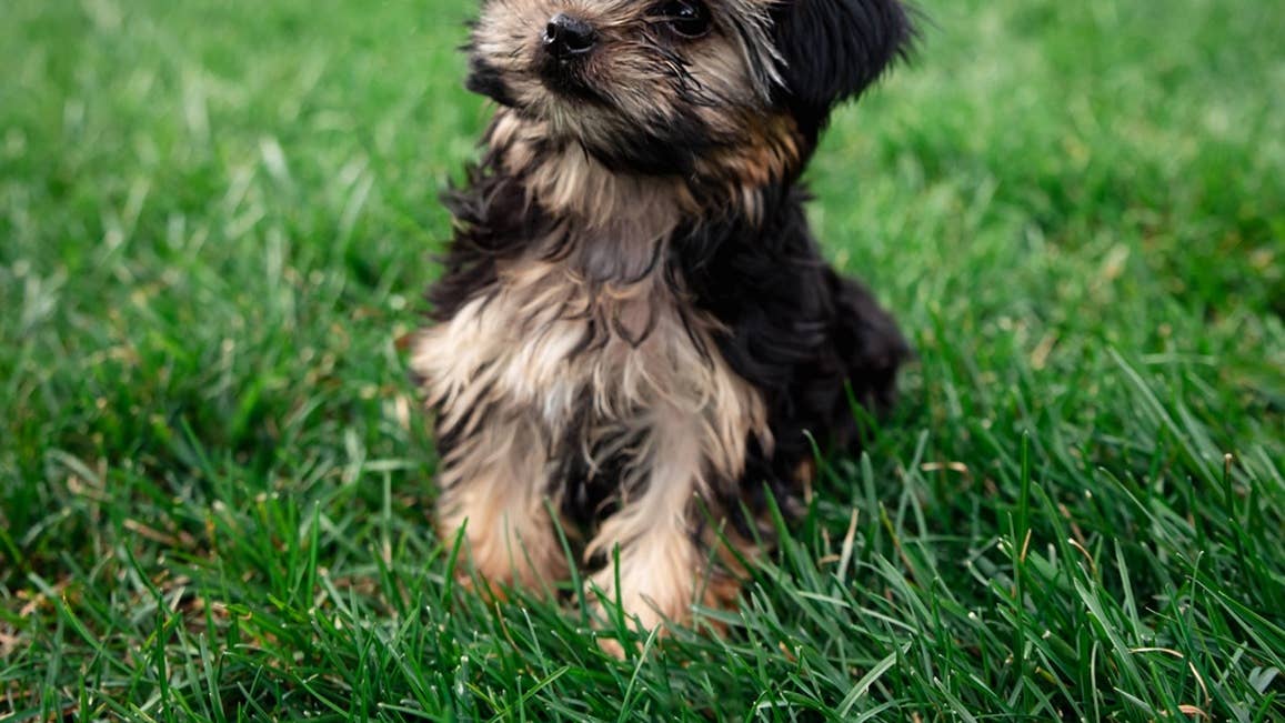 close-up-of-a-cute-teacup-morkie-puppy-outside-on-the-grass