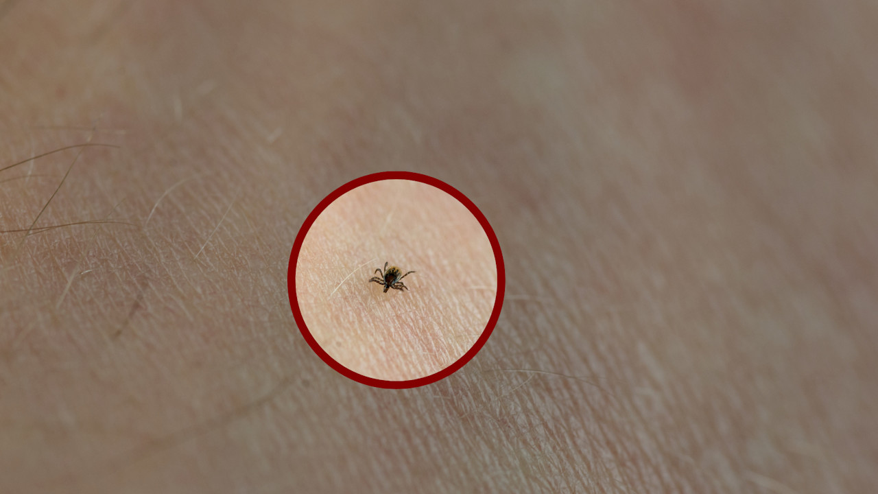 Beware: Heavy tick presence reported in Ontario provincial parks