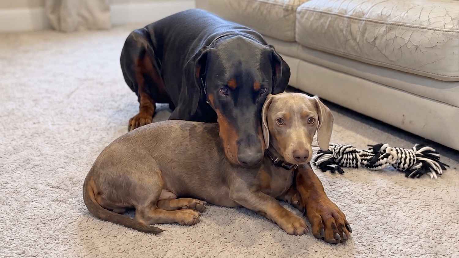 Rescue dog bonds with his new best friend